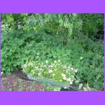Flowers 2.jpg